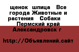 щенок  шпица - Все города Животные и растения » Собаки   . Пермский край,Александровск г.